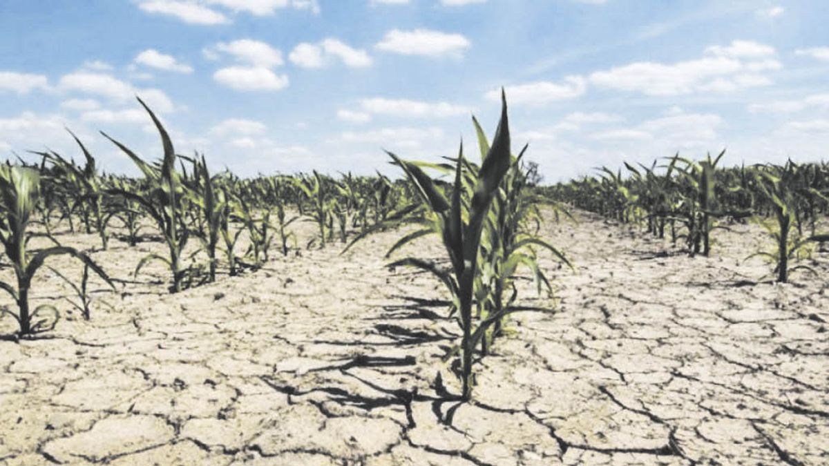 Drought: disorganized and late help