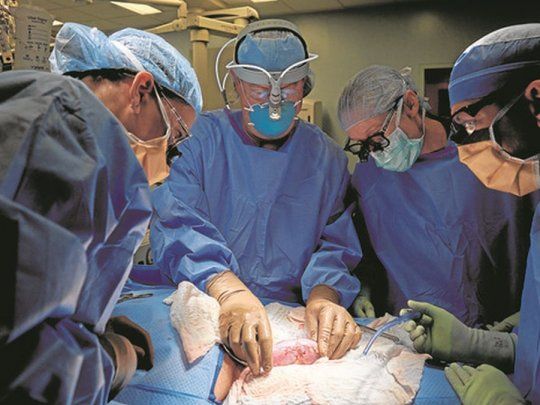 Cirujanos estadounidenses trasplantaron con éxito el corazón de un cerdo.