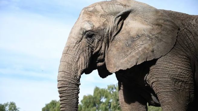 Kenya era el último elefante en cautiverio de Argentina. (Foto: Prensa del gobierno de Mendoza.)