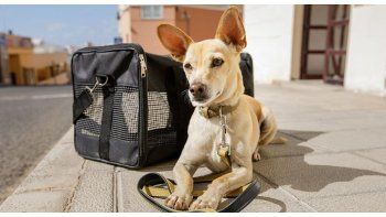 Labyes, elegida como la mejor empresa latinoamericana del sector veterinario