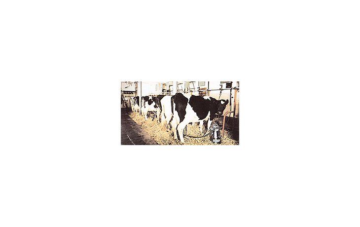 Plazas de Villa María y Bell Ville, entre otras localidades, los productores regalan los terneroscuyos costos de mantenimiento superan a los de venta.