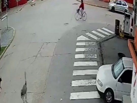 Insólito: un ñandú chocó a una ciclista en la provincia de Buenos Aires.