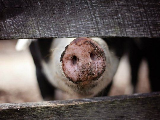 El virus fue detectado cuando la infección se propagó en personas que trabajaban en mataderos y en la industria porcina en China.