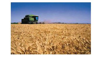 Crecería el área sembrada con trigo