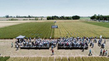 Desarrollo. Bioceres es el único productor de trigo OGM en el país.
