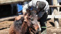 Quién es el primer paciente detectado con Encefalitis Equina en Santa Fe.