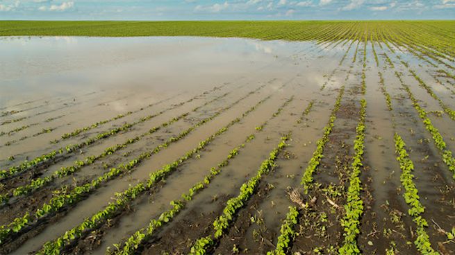 Las intensas lluvias en Uruguay afectaron plantaciones y cosechas.