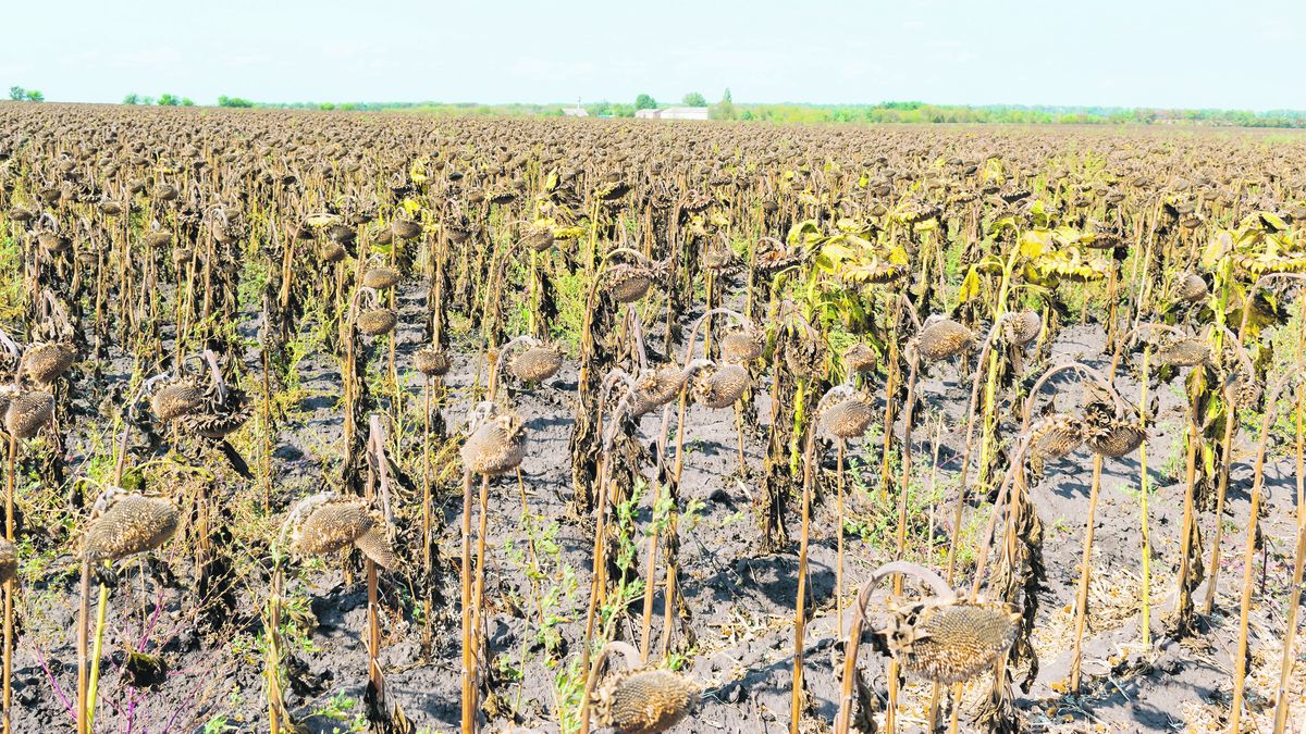 Agricultura advirtió sobre sequía y estimó que producción de trigo será de 16 millones de toneladas