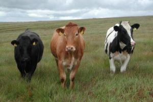 El logro confirma la capacidad del complejo c&aacute;rnico argentino para sostener est&aacute;ndares sanitarios, trazabilidad y atributos de calidad que son altamente valorados por importadores europeos.