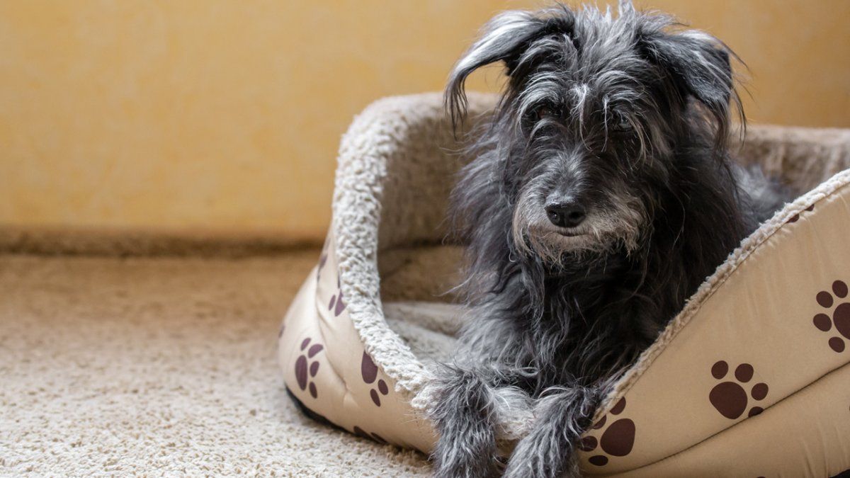 Cu�nto sale una cama t�rmica o una cucha aislante para perros en abril 2026: precios y alternativas