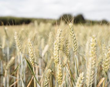 Ucrania confirmó apertura de corredores terrestres para garantizar flujo de exportaciones de trigo