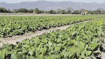 retenciones: gobierno analiza subir los derechos de exportacion