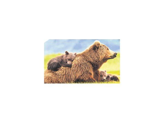 El documental sigue los avatares de una familia de osos, pero por momentos lo que realmente impacta son los increíbles paisajes de Alaska muy bien filmados. Tener en cuenta que algunas escenas pueden asustar a los más chiquitos.