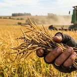 La cosecha de colza como cultivo en el interior del país dinamiza la actividad agrícola e impulsa un salto exportador del 167% frente a los registros del año pasado. La cosecha de colza como cultivo en el interior del país dinamiza la actividad agrícola e impulsa un salto exportador del 167% frente a los registros del año pasado.