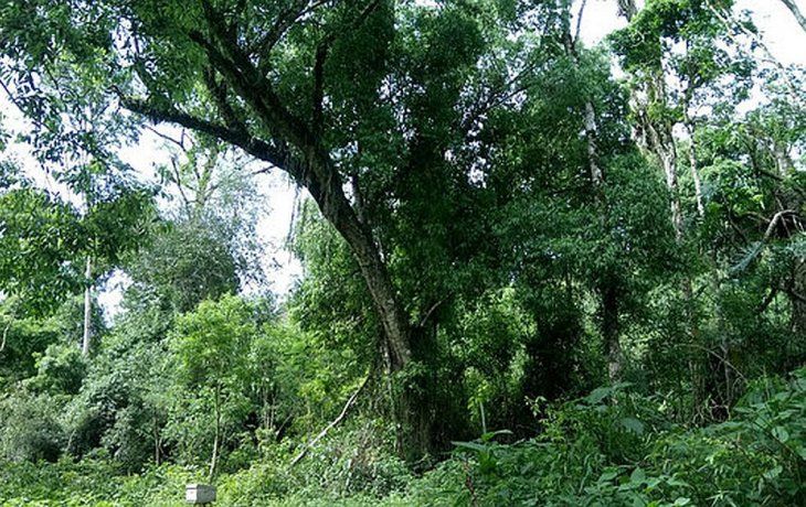 El monto obtenido permitirá fortalecer la implementación de la Ley de Bosques nativos. El monto obtenido permitirá fortalecer la implementación de la Ley de Bosques nativos.