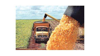 Los granos y subproductos de la soja generarán ingresos por u$s 21.000 millones en concepto de exportaciones. Sólo el complejo sojero (poroto, aceite y pellets) explica el 85% de ese monto.