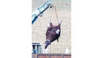 ámbito.com | Más grave: Europa pone barreras contra la carne por la fiebre aftosa