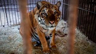 La tigresa Flora del Zoológico de Luján será trasladada a Países Bajos. La tigresa Flora del Zoológico de Luján será trasladada a Países Bajos.