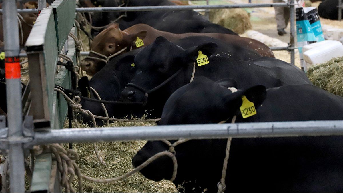 anticipate a rise in prices in butcher shops