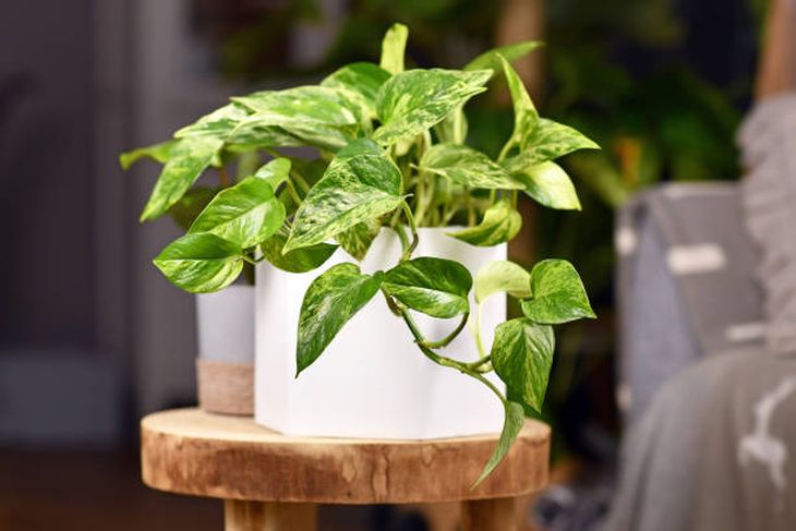 The pothos plant, also known as pothos or pothos. The pothos plant, also known as pothos or pothos.