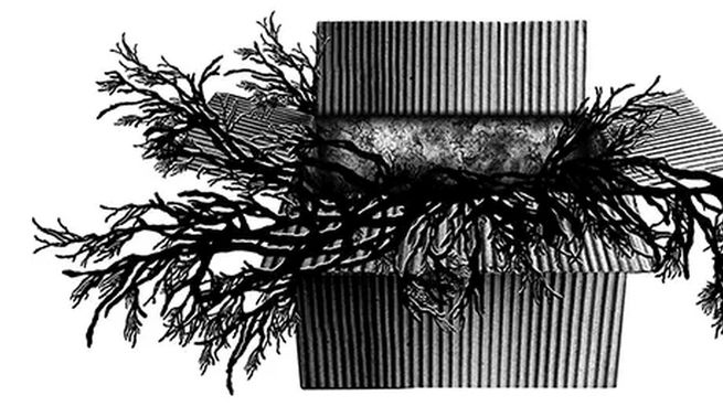 El nuevo libro sobre la artista reúne miradas críticas y textos propios que revelan una obra sensible, atravesada por la ecología, la identidad y el pulso del entorno.