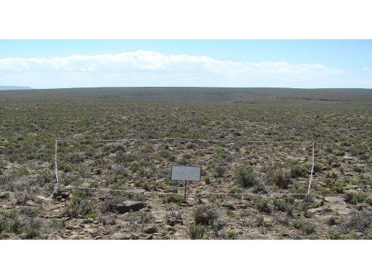 La actual cosecha será la menor de los últimos cinco ciclos