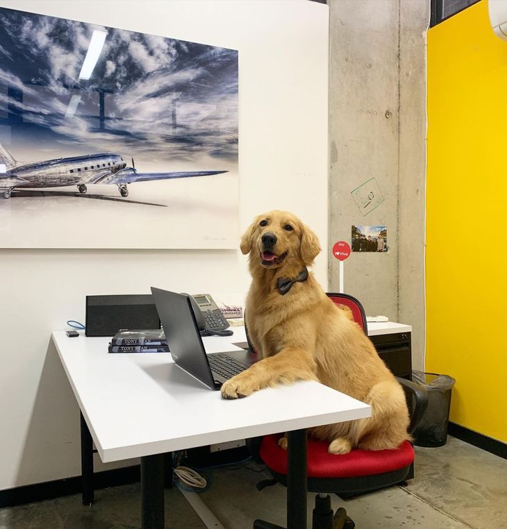 Waffles de Viva Air.