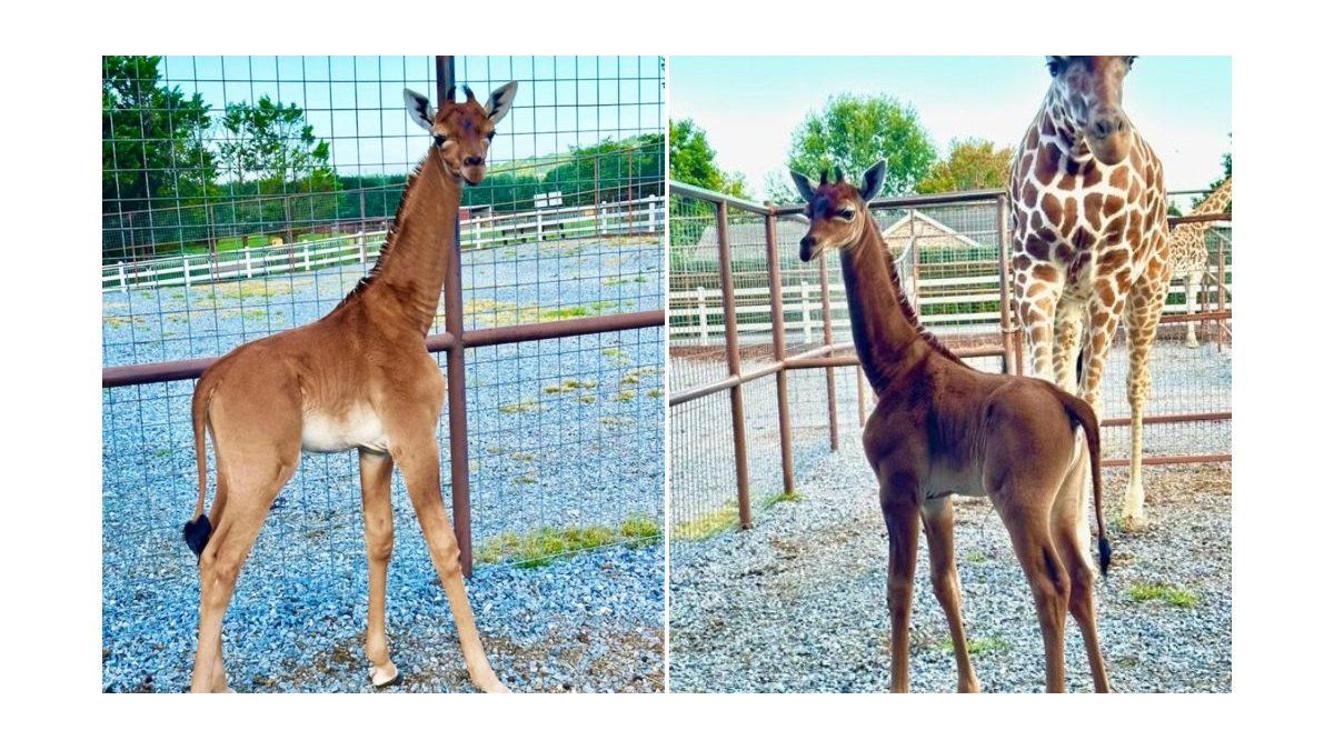 a giraffe was born without spots