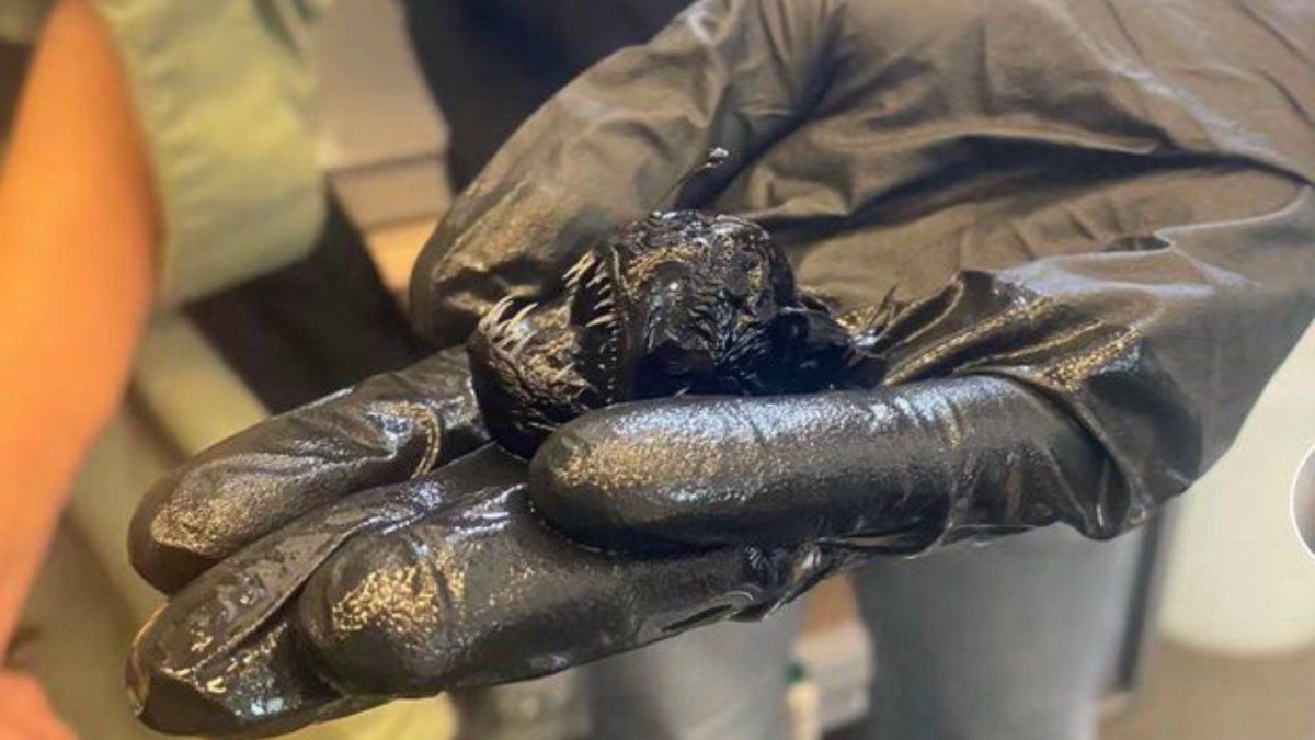 The Avistated Devil Fish died that caused surprise in Tenerife
