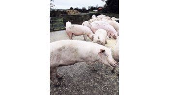 Altos niveles de dioxina fueron encontrados en cerdos y vacunosque Irlanda vende en Europa y Asia. Se trata de un compuestoquímico tóxico, utilizado en la fabricación de pesticidas, conservantesy desinfectantes.