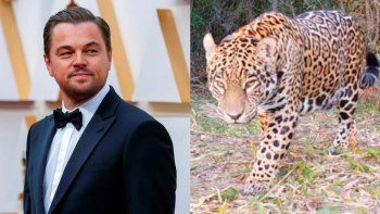 Leonardo DiCaprio destacó la recuperación de un yaguareté introducido en el Iberá.