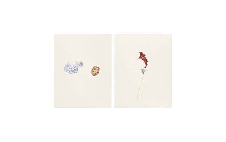 ámbito.com | Curci observa el cotidiano movimiento de las flores y las transmuta al papel blanco que oficia de un gran espacio vacío. Están allí solitarias, en pequeña escala, leves, frágiles, en algunos casos aparecen como delicados encajes, en un esplendor que sabem