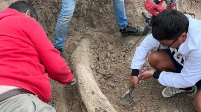 El fósil apareció en sedimentos con una antigüedad estimada superior a los 100.000 años.