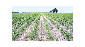 Hasta el jueves pasado los agricultores habían sembrado el 40% de los 3,4 millones de hectáreas previstos para el maíz de uso comercial 2012/13, unos 16,8 puntos porcentuales detrás del ritmo de la campaña previa.