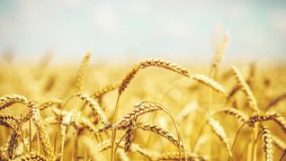 ámbito.com | tapa campo                 trigo.jpg