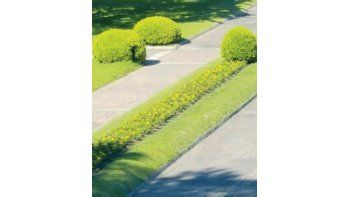 Cristina de Kirchner hizo plantar flores amarillas en los jardines de la quinta de Olivos.
