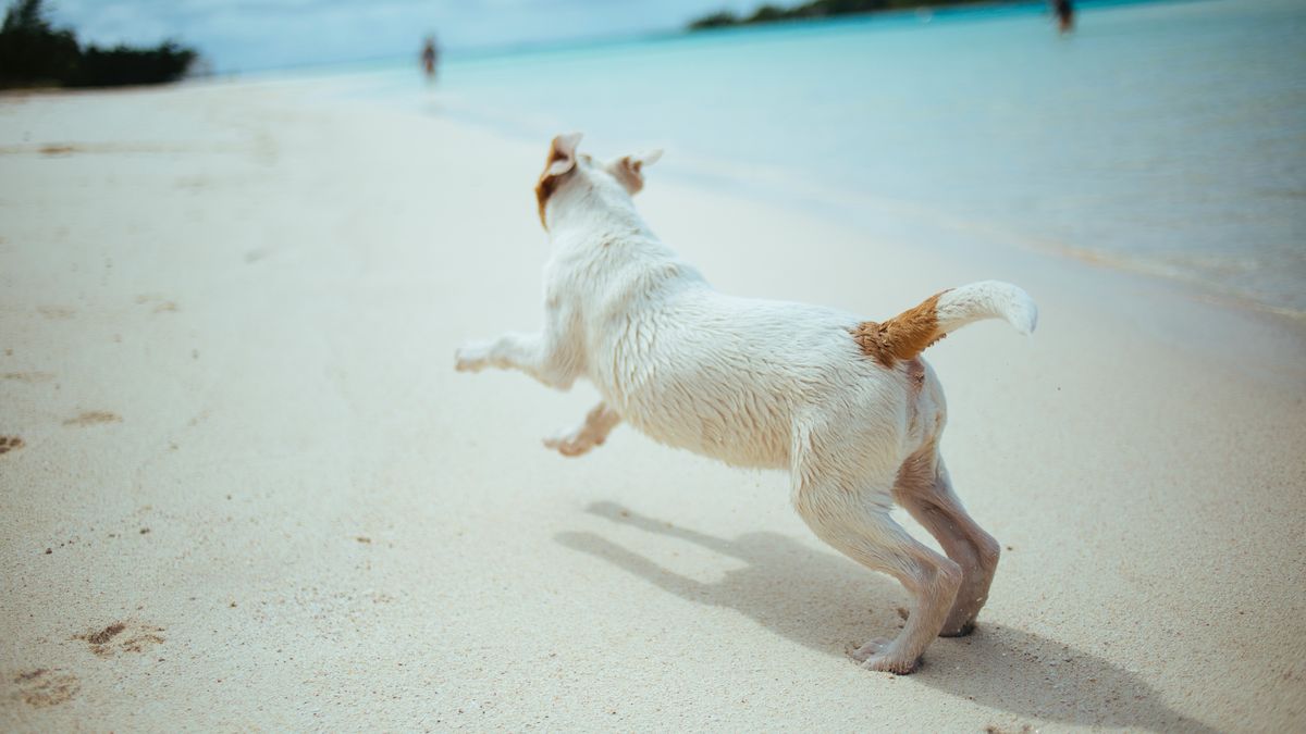 Summer 2024: how to take care of your dog on the beach