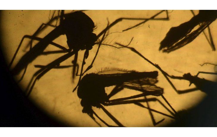 Especialistas advierten que es necesario combatir los huevos de este insecto