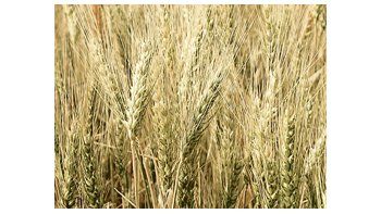 Indonesia suspenderá los aranceles a la importación de arroz, soja y trigo para combatir la inflación.