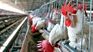 Trabajadores avícolas cerraron un aumento del 71% trimestral.