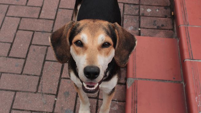 Se celebra el Día Mundial del Perro Adoptado para concientizar sobre el abandono y promover la tenencia responsable.