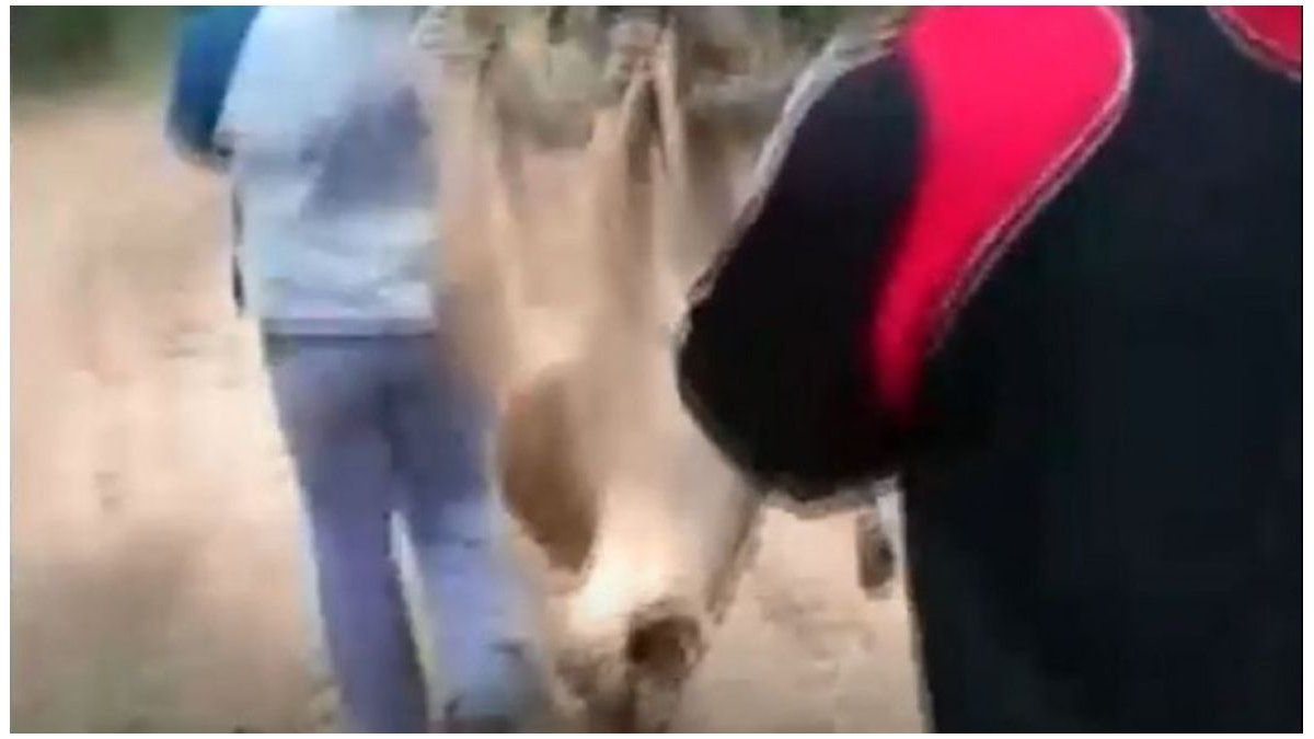 Maltrato animal en Salta: buscan a dos jóvenes que se filmaron mientras mataban a un puma