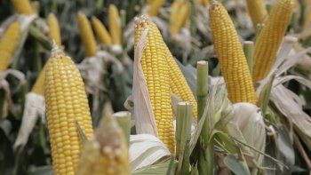 la produccion agricola superaria 140 millones de toneladas