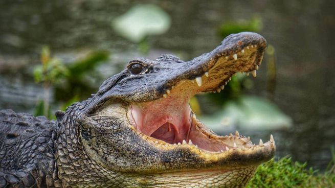 Un caimán atacó y mató a una mujer en la desembocadura de Tiger Creek en el lago Kissimmee, al sur de OrlandoRead. 