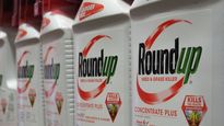 El herbicida Roundup de la empresa Bayer contiene glofosato, un componente potencialmente cancerígeno.&nbsp;