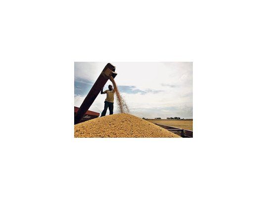 En caso de que se cosechen 42 millones de toneladas de soja, 7 millones se exportarían como poroto y unos 34,5 millones se destinarían a la producción de aceite.