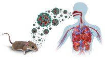 Detectaron nuevos casos de hantavirus.