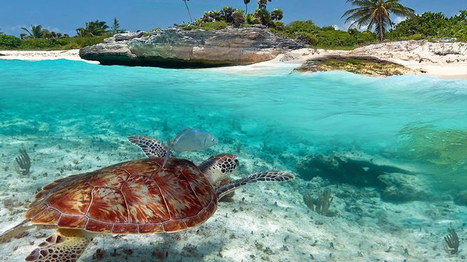 akumal-turtles