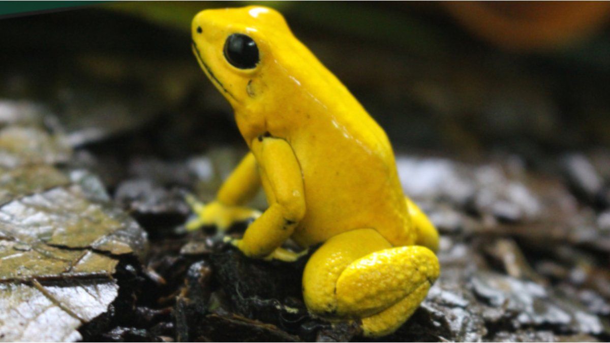 Sale of exotic frogs in Colombia: the “solution” against illegal trafficking