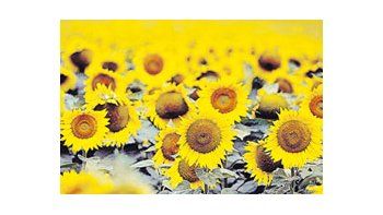 La reposición de humedad en los suelos desde la semana pasada permitió la siembra de girasol en gran parte del área productiva nacional.